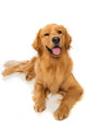Golden Retriever Dog Wall Decal