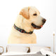 Labrador Wall Decal