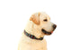 Labrador Wall Decal