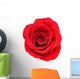 Red Rose White Wall Decal