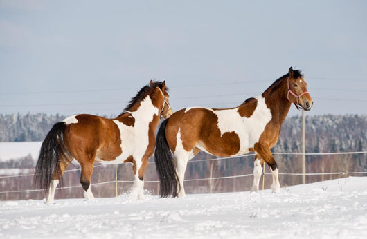 Pinto Horses Winter Wall Decal