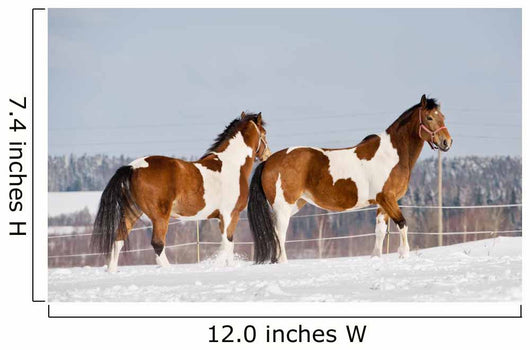 Pinto Horses Winter Wall Decal