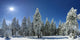 Winter Trees Beskid Mountains Wall Decal
