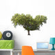 Holm Oak Wall Decal
