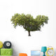 Holm Oak Wall Decal