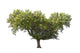 Holm Oak Wall Decal