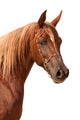 Purebred Arabian Stallion Wall Decal