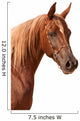 Purebred Arabian Stallion Wall Decal