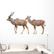 Greater Kudu White Wall Decal