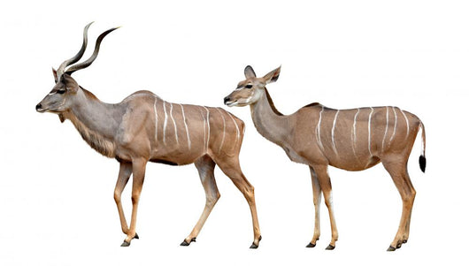 Greater Kudu White Wall Decal