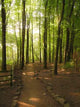 Path to Woods Wall Decal