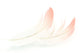 Flamingo Feather Wall Decal