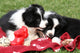 Adorable Border Collie Puppies Wall Decal Design 1