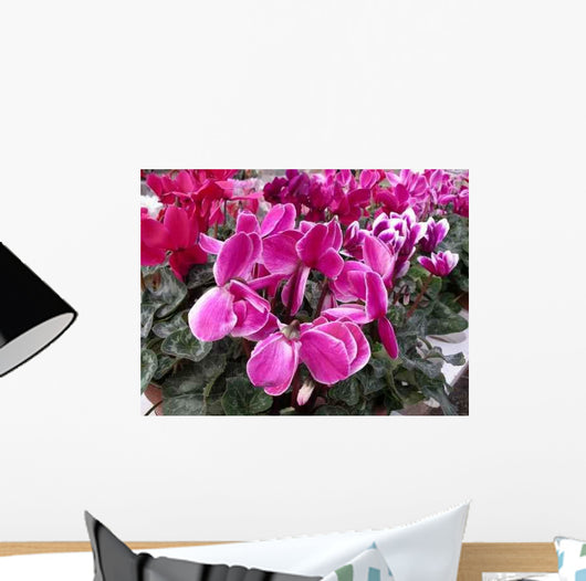 Ciclamino Wall Decal