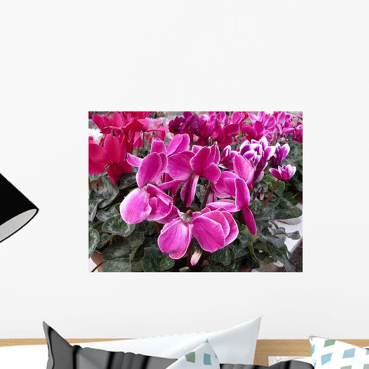 Ciclamino Wall Decal