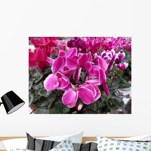 Ciclamino Wall Decal