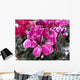 Ciclamino Wall Decal