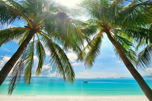 Palm Trees Hanging over Wall Decal