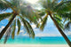Palm Trees Hanging over Wall Decal
