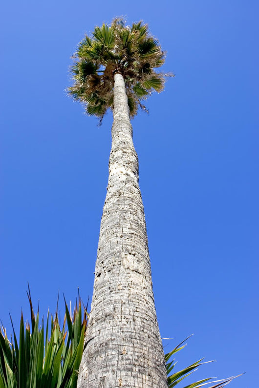 Huge Tall Skinny Palm Wall Decal