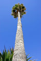 Huge Tall Skinny Palm Wall Decal