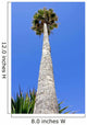 Huge Tall Skinny Palm Wall Decal