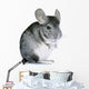 Chinchilla Wall Decal