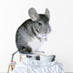 Chinchilla Wall Decal