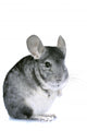 Chinchilla Wall Decal