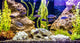 Tropical Freshwater Aquarium with Wall Decal