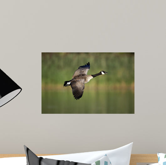 Canada Goose Branta Canadensis Wall Decal