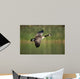 Canada Goose Branta Canadensis Wall Decal