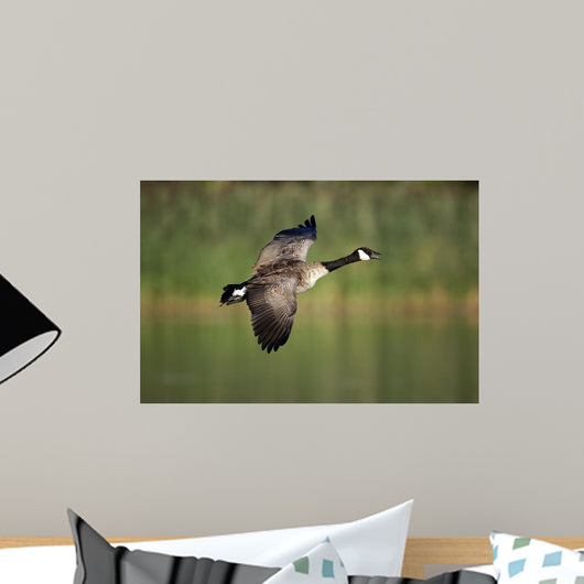 Canada Goose Branta Canadensis Wall Decal