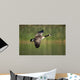 Canada Goose Branta Canadensis Wall Decal