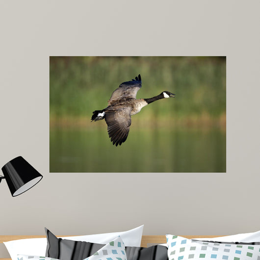 Canada Goose Branta Canadensis Wall Decal