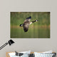 Canada Goose Branta Canadensis Wall Decal