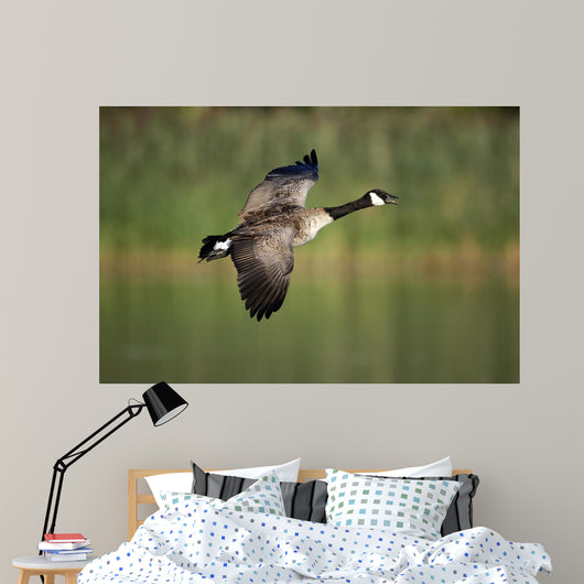 Canada Goose Branta Canadensis Wall Decal