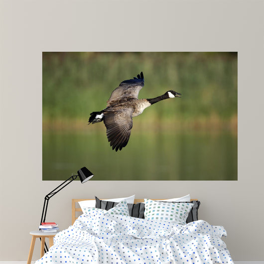 Canada Goose Branta Canadensis Wall Decal