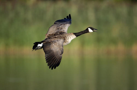Canada Goose Branta Canadensis Wall Decal