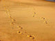 Footprints Sand Wall Decal