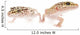 Leopard Gecko Wall Decal