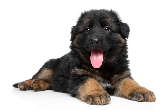 German Shepherd Puppy Wall Decal Design 2