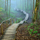 Stairway Forest Disappearing Strong Wall Decal