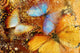 Messy Artistic Butterflies Wall Decal
