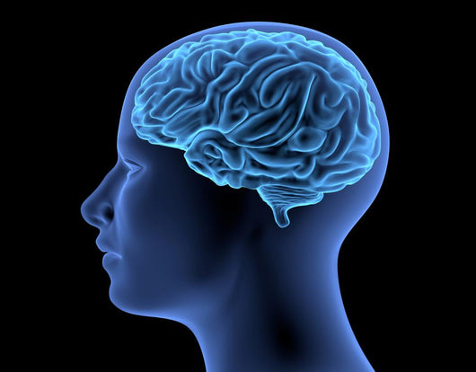 Human Body Brain Wall Decal