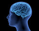 Human Body Brain Wall Decal