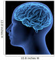 Human Body Brain Wall Decal