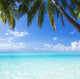 Ocean Palm Paradise Wall Decal