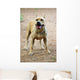 American Pitbull American Staffordshire Wall Decal