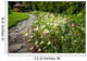 Wildflower Garden and Path Wall Decal
